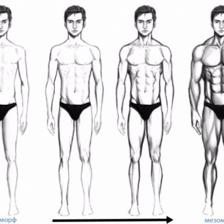 Моя программа тренировок для ЭКТОМОРФА или как набрать 15кг. мышц за год.